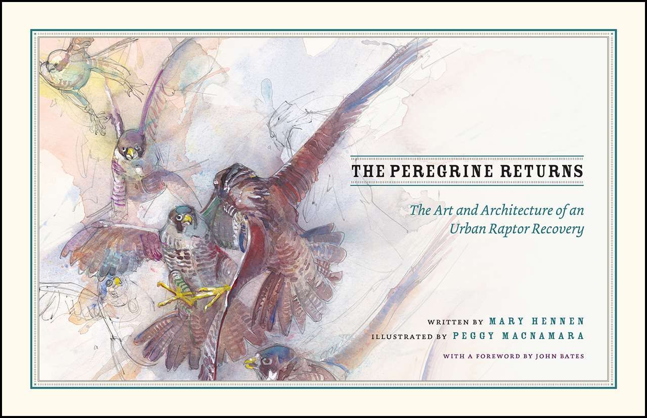 The Peregrine Returns 9780226465425 (Hardback)