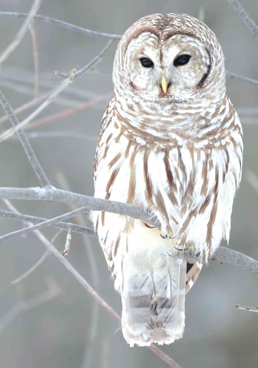 Snow Owl Boxed Holiday Notecards By Galison 9780735344341 (Cards)