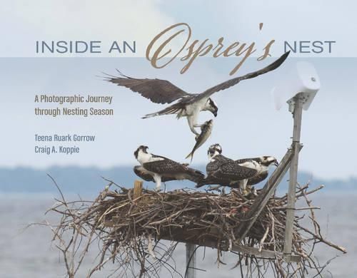 Inside an Osprey's Nest By Teena Ruark Gorrow, Craig A. Koppie