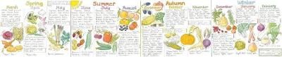 Seasonal Fruit and Vegetables Wallchart 9780953622276 (Wallchart)