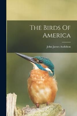 Birds Of America By Audubon 9781015402829 (Paperback)