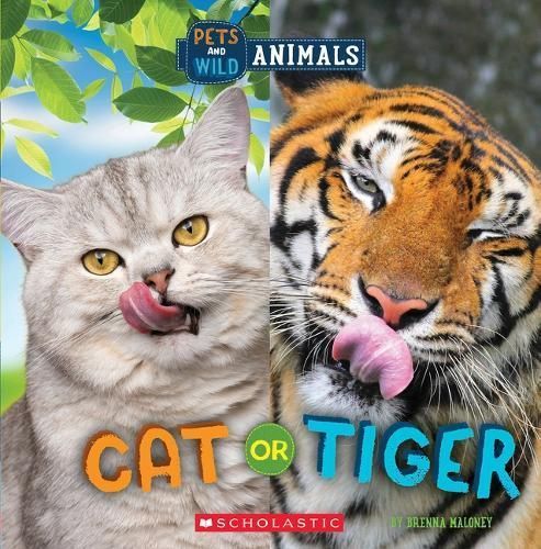 Cat or Tiger (Wild World: Pets and Wild Animals) By Brenna Maloney