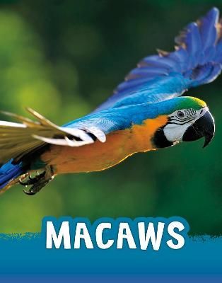 Macaws By Jaclyn Jaycox 9781398213142 (Paperback)