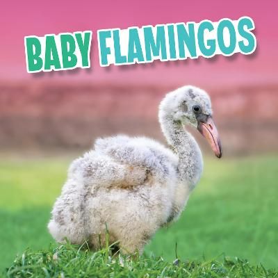 Baby Flamingos By Martha E. H. Rustad 9781398223899 (Hardback)