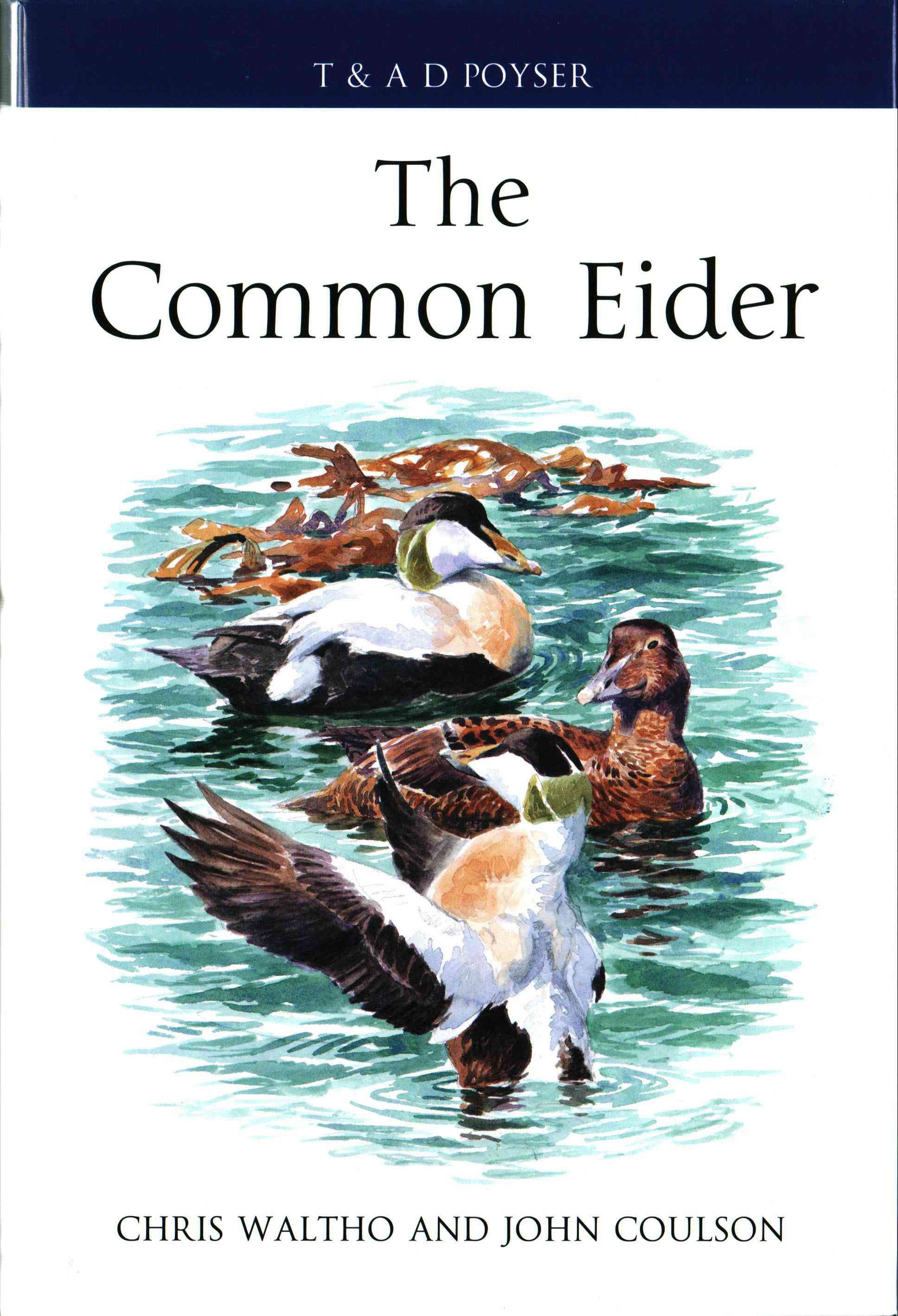 The Common Eider By Chris Waltho, John Coulson 9781408125328