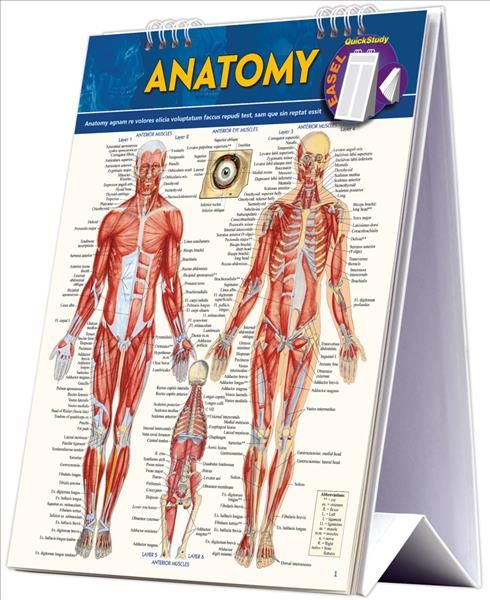 Anatomy Easel By Vincent Perez 9781423225836 (Spiral bound)