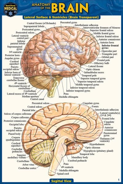 Anatomy of the Brain (Pocket-Sized Edition - 4x6 Inches) 9781423242673