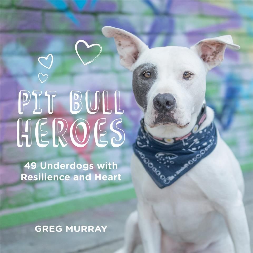 Pit Bull Heroes By Greg Murray 9781423650447 (Hardback)