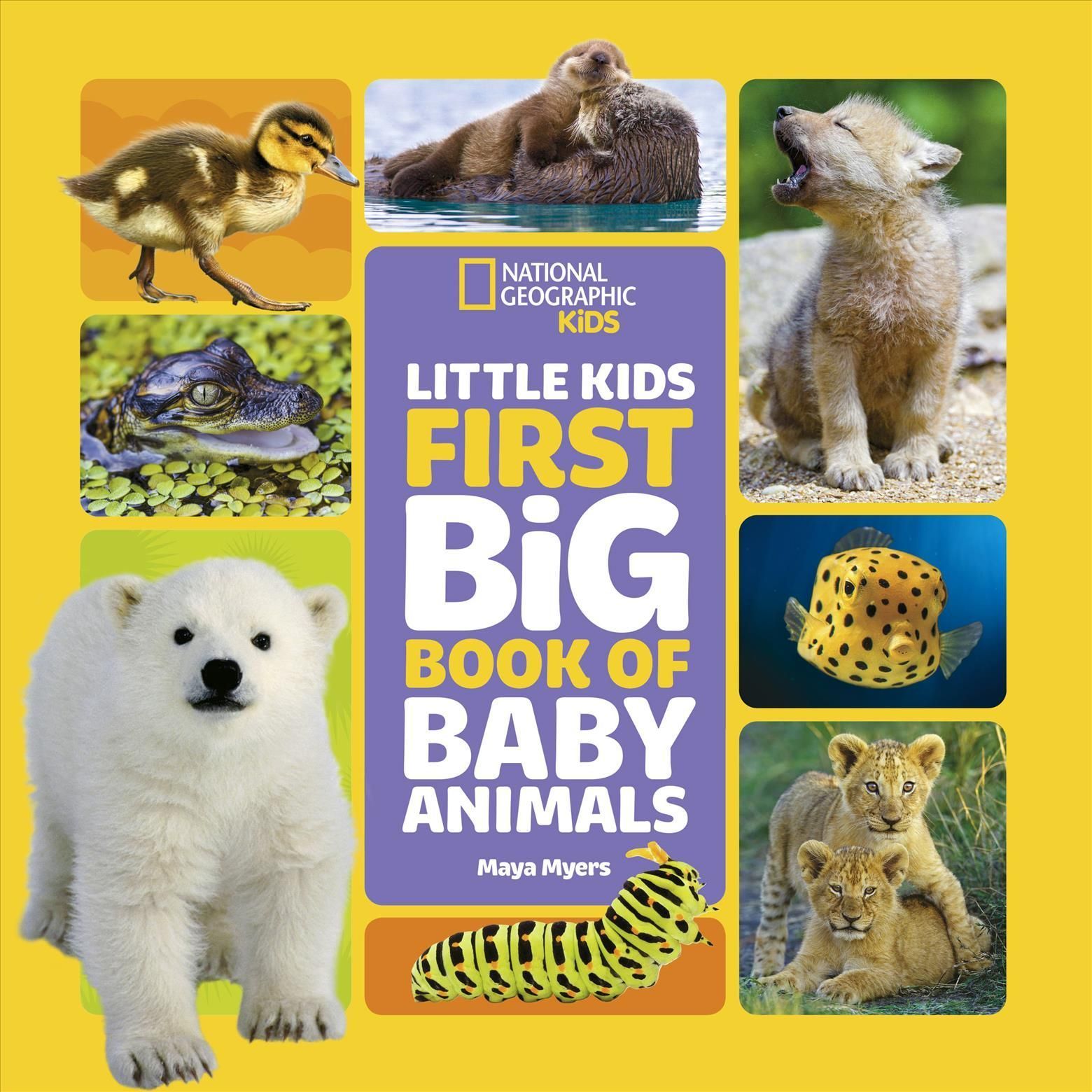 Little Kids First Big Book of Baby Animals By Maya Myers 9781426371462