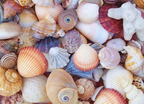 All the Shells 1000-Piece Jigsaw Puzzle By Peter Pauper Press Inc ()
