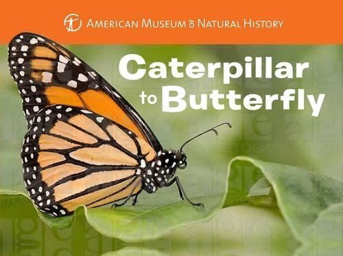 Caterpillar to Butterfly 9781454914068 (Board book)