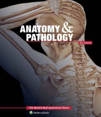 Anatomy & Pathology By Anatomical Chart Co 9781469889900 (Pamphlet)