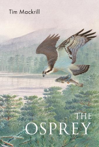 The Osprey By Tim Mackrill 9781472992611 (Paperback)