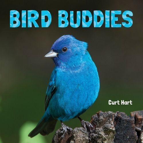 Bird Buddies By Curt Hart (photographer) 9781486729166 (Paperback)