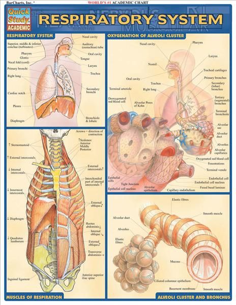 Respiratory System By Vincent Perez 9781572225923 (Pamphlet)