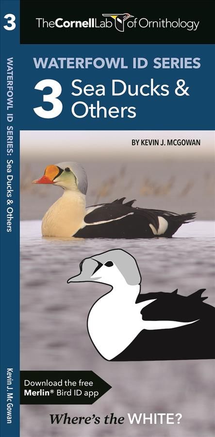 Waterfowl ID Series: 3 Sea Ducks & Others By Kevin J. McGowan