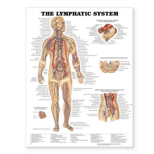 The Lymphatic System Anatomical Chart 9781587790256 (Wallchart)