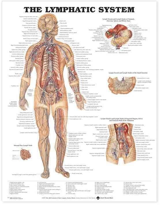 The Lymphatic System Anatomical Chart 9781587790263 (Wallchart)