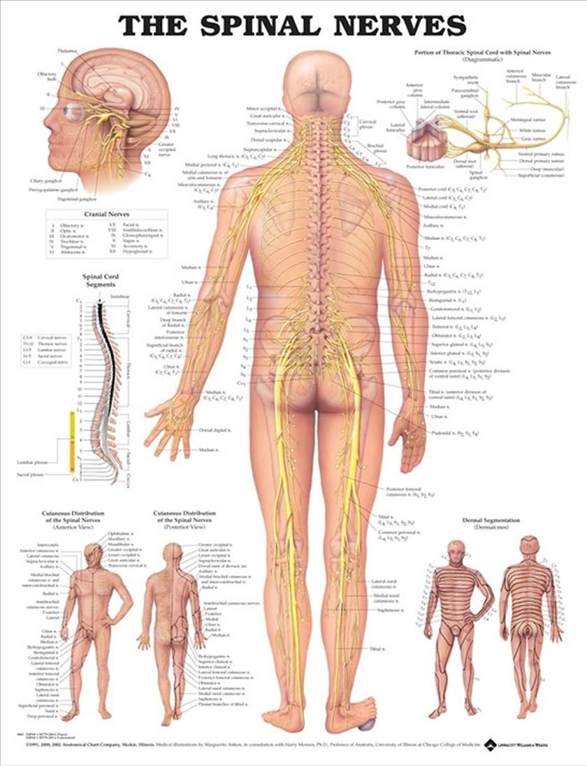 The Spinal Nerves Anatomical Chart 9781587792052 (Wallchart)