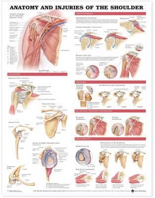 Anatomy and Injuries of the Shoulder Anatomical Chart 9781587798078