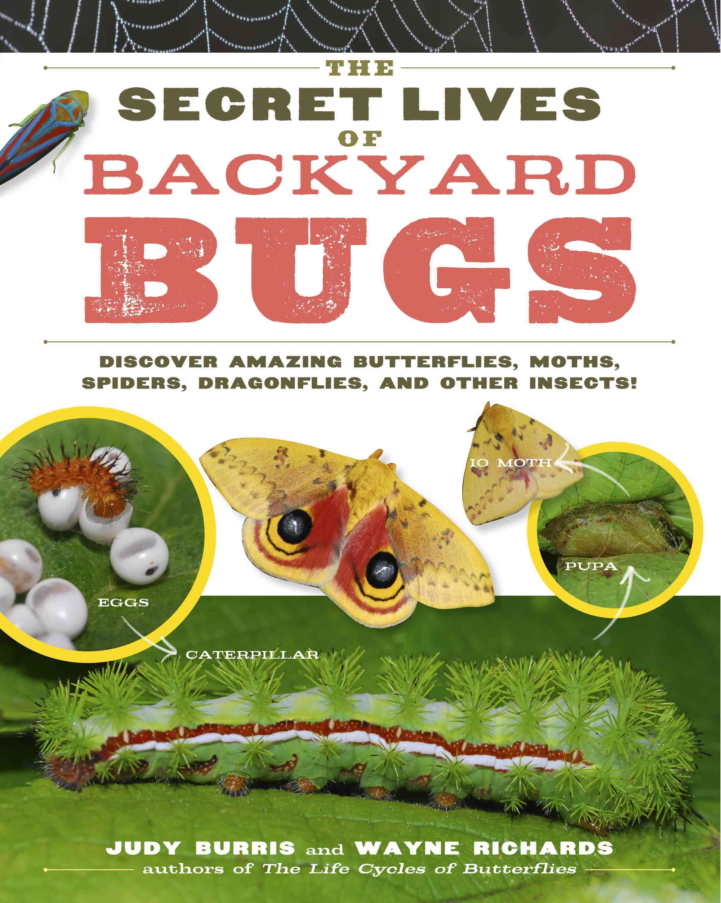 The Secret Lives of Backyard Bugs By Judy Burris, Wayne Richards