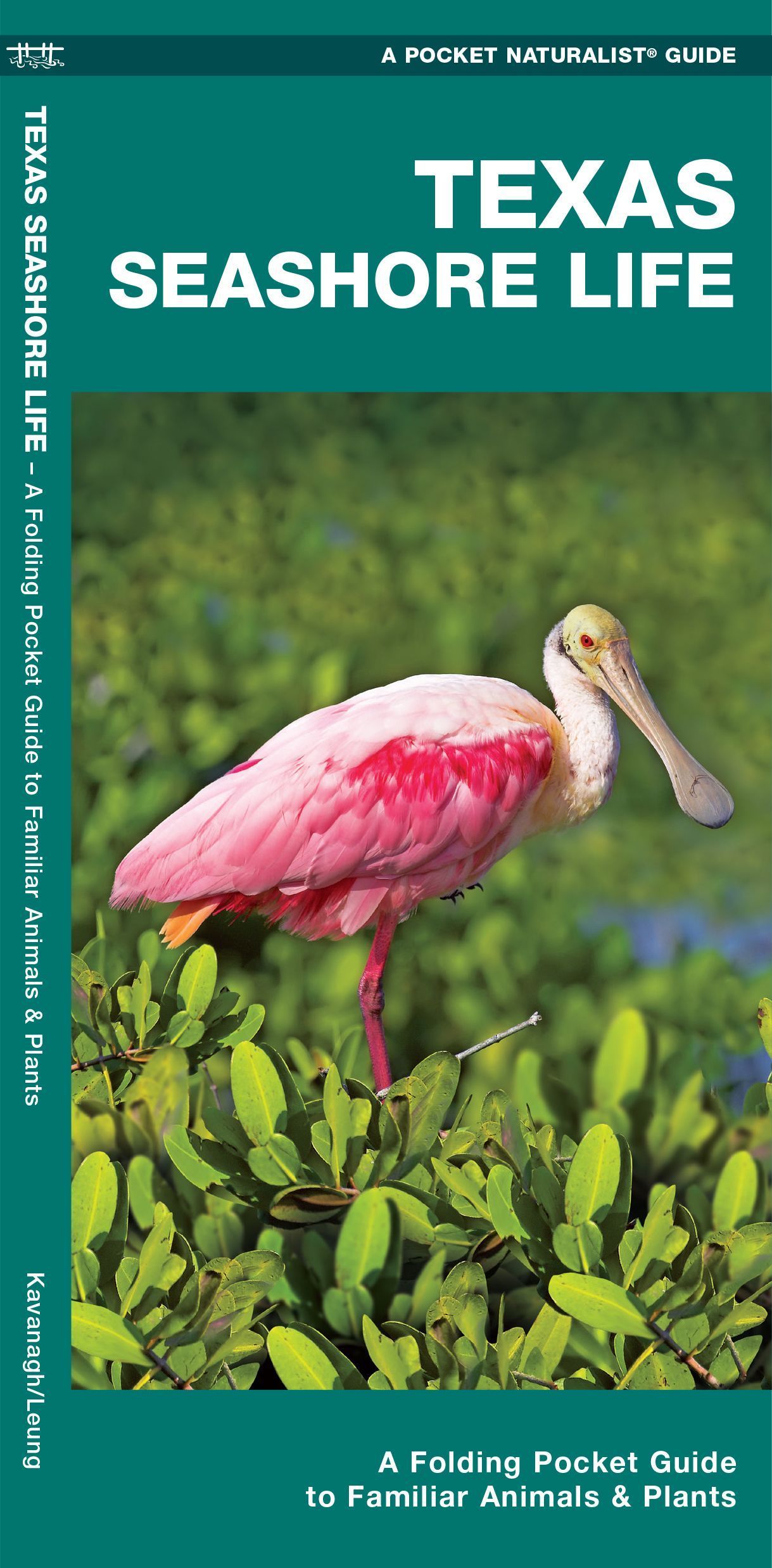 Texas Seashore Life By James Kavanagh 9781620052938 (Pamphlet)