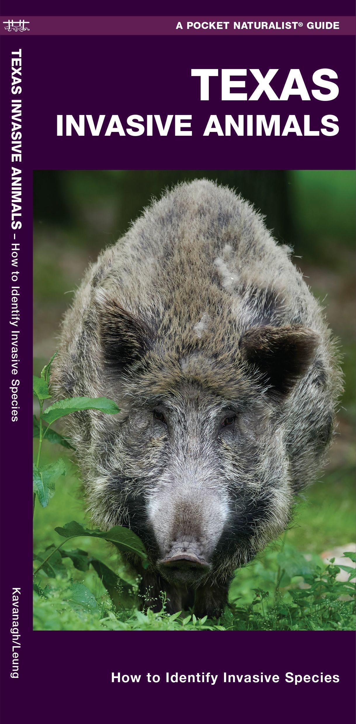 Texas Invasive Animals By James Kavanagh 9781620053775 (Pamphlet)