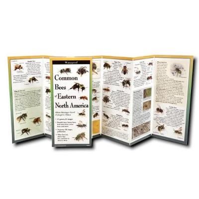 Common Bees of Eastern North America 9781621263272 (Poster)