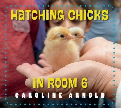 Hatching Chicks in Room 6 By Caroline Arnold 9781623542689 (Paperback)
