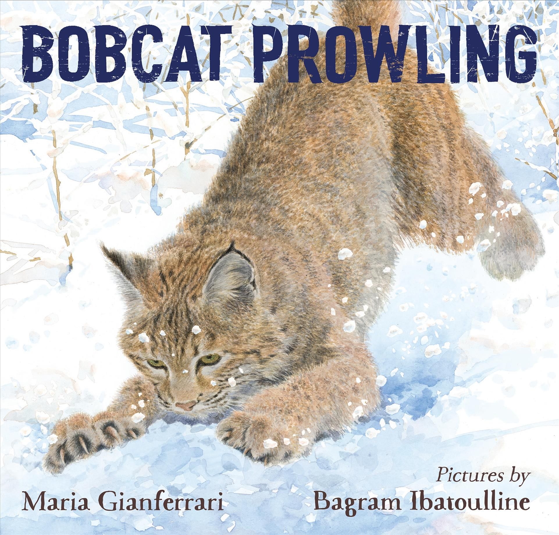 Bobcat Prowling 9781626727861 (Hardback)