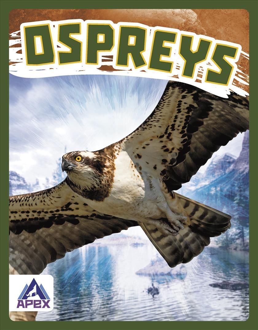 Ospreys By Connor Stratton 9781637381823 (Paperback)