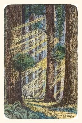 Vintage Journal Sunbeams and Redwoods By Found Image Press (Paperback)