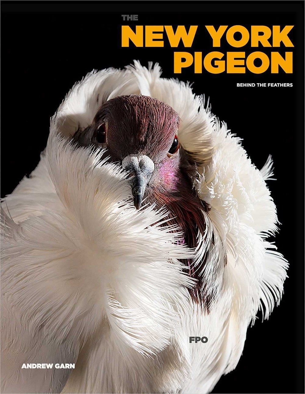 The New York Pigeon By Andrew Garn 9781648230745 (Hardback)