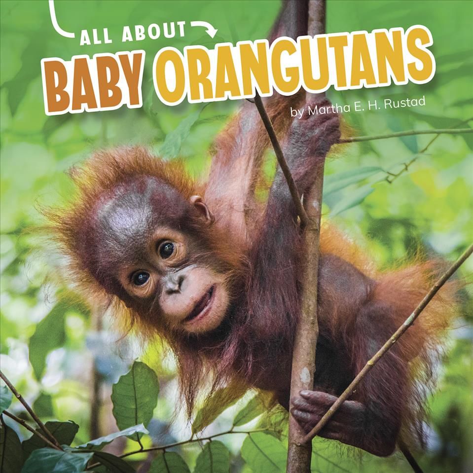 All About Baby Orangutans By Martha E. H. Rustad 9781663907950