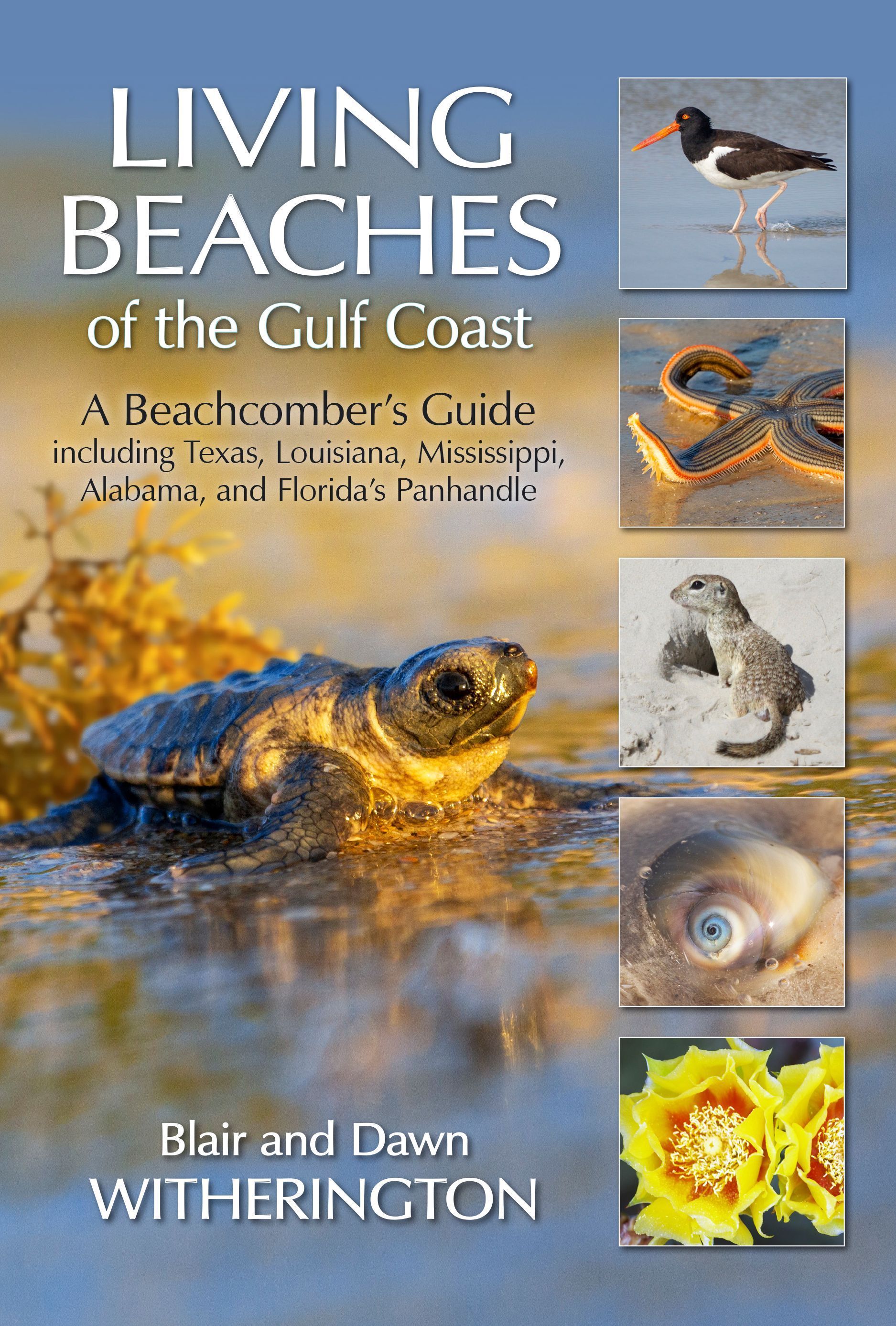 Living Beaches of the Gulf Coast By Blair Witherington 9781683340560