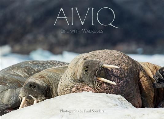 Aiviq: Life With Walruses By Paul Souders (photographer) 9781772272338
