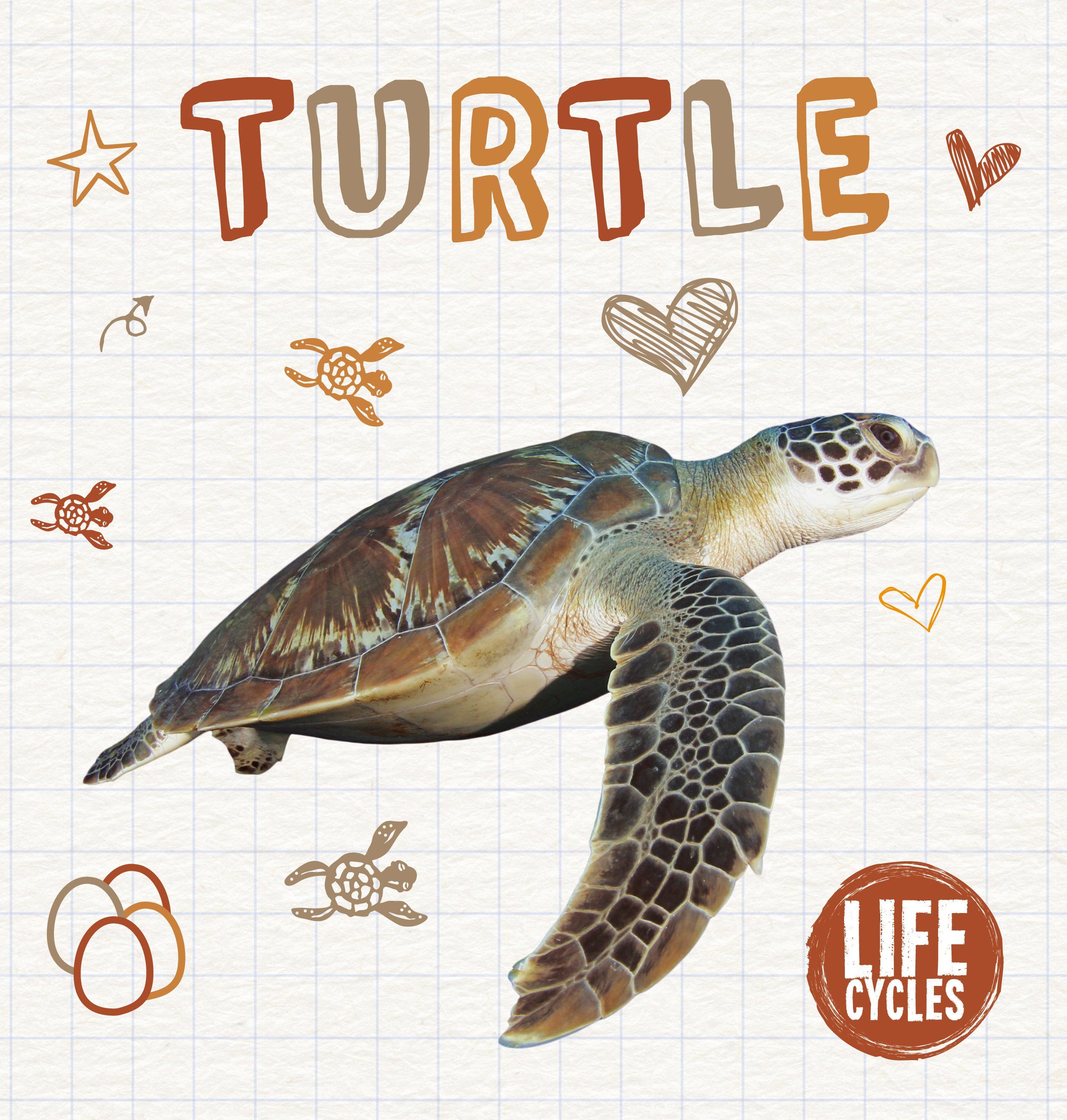 Turtle By Madeline Tyler 9781786373793 (Hardback)