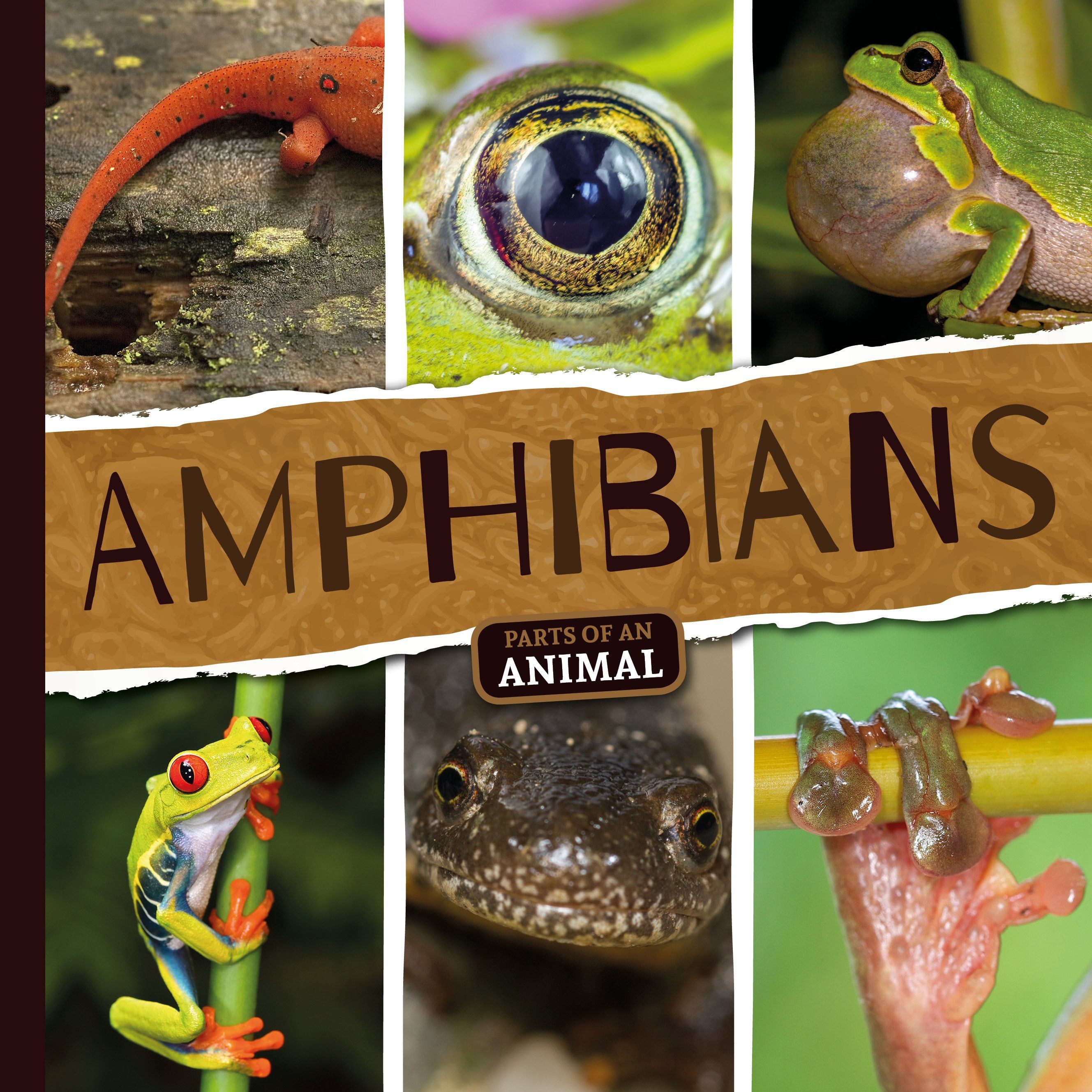 Amphibians By Emilie Dufresne 9781786374301 (Hardback)