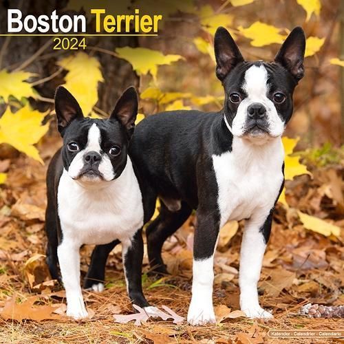 Boston Terrier Calendar 2024 Square Dog Breed Wall Calendar - 16 Month