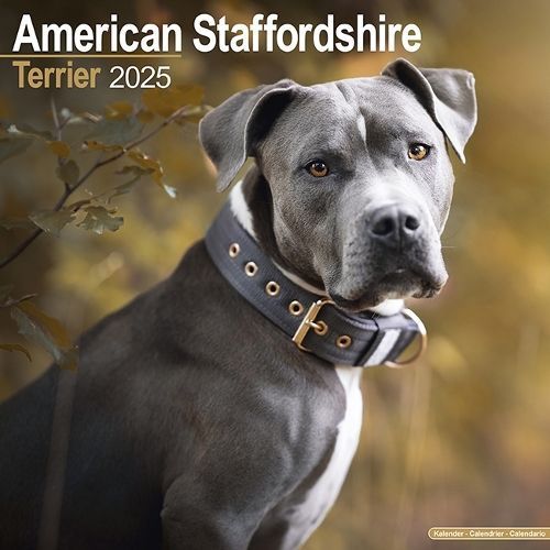 American Staffordshire Terrier Calendar 2025 Square Dog Breed Wall Calendar - 16 Month