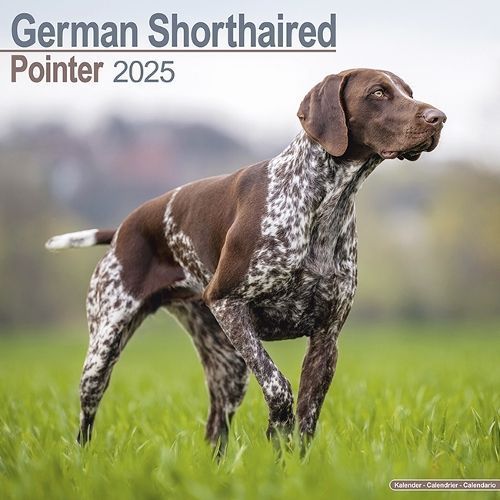 German Shorthair Pointer Calendar 2025 Square Dog Breed Wall Calendar - 16 Month