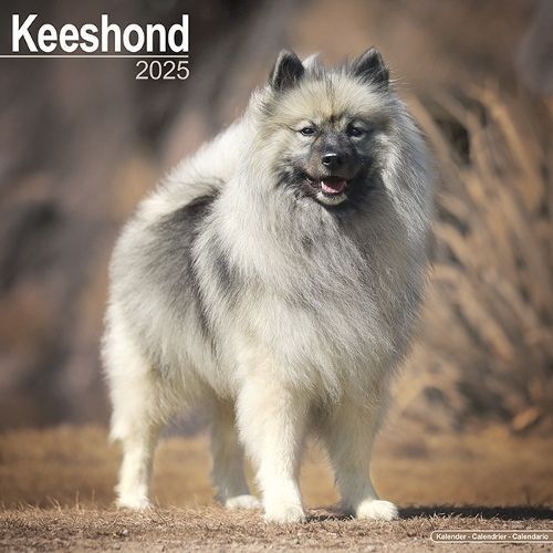Keeshond Calendar 2025 Square Dog Breed Wall Calendar - 16 Month
