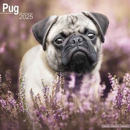 Pug Calendar 2025 Square Dog Breed Wall Calendar - 16 Month (Calendar)