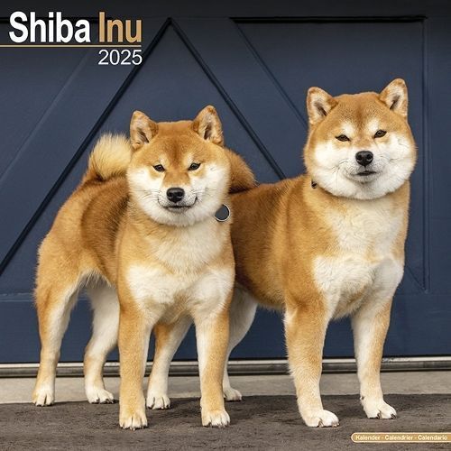 Shiba Inu Calendar 2025 Square Dog Breed Wall Calendar - 16 Month