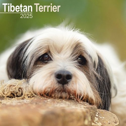 Tibetan Terrier Calendar 2025 Square Dog Breed Wall Calendar - 16 Month