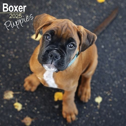 Boxer Puppies Calendar 2025 Square Dog Puppy Breed Wall Calendar - 16 Month