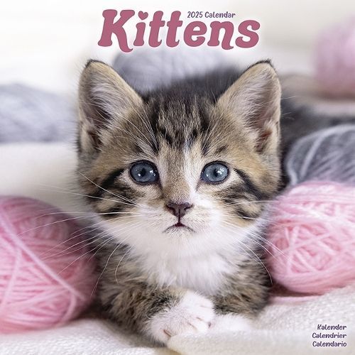 Kittens Calendar 2025 Square Cats Wall Calendar - 16 Month (Calendar)