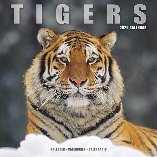 Tigers Calendar 2025 Square Wildlife Safari Big Cats Wall Calendar - 16 Month