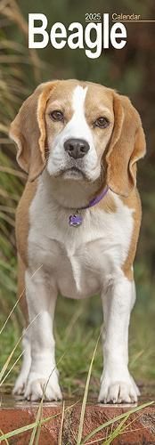 Beagle Slim 2025 Wall Calendar Dog Breed Slimline Calendar - 12 Month