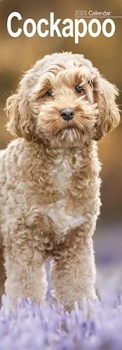 Cockapoo Slim Calendar 2025 Dog Breed Slimline Calendar - 12 Month